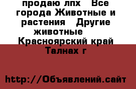 продаю лпх - Все города Животные и растения » Другие животные   . Красноярский край,Талнах г.